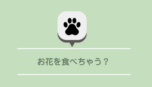 ペットのお悔やみに花を贈りたい！「同居ペットが食べちゃう」を防ぐ安全な選び方
