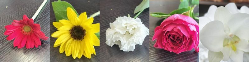 無害な花たち